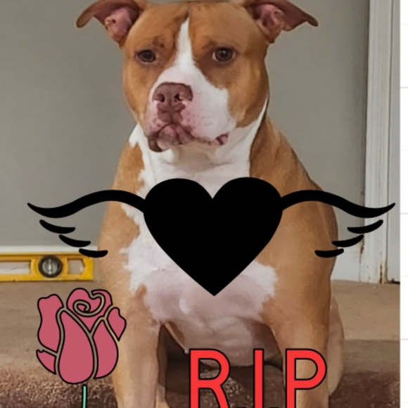 Like This Post To Be Notified Of When I Go Live. - Picture 4 of 9